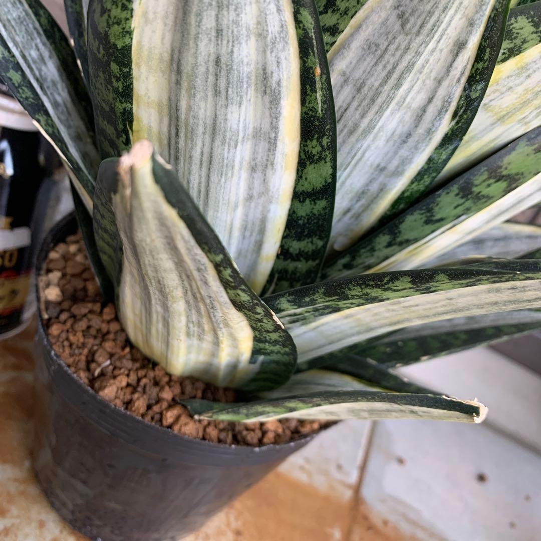 Sansevieria Hahnii Silver Zebra 特大