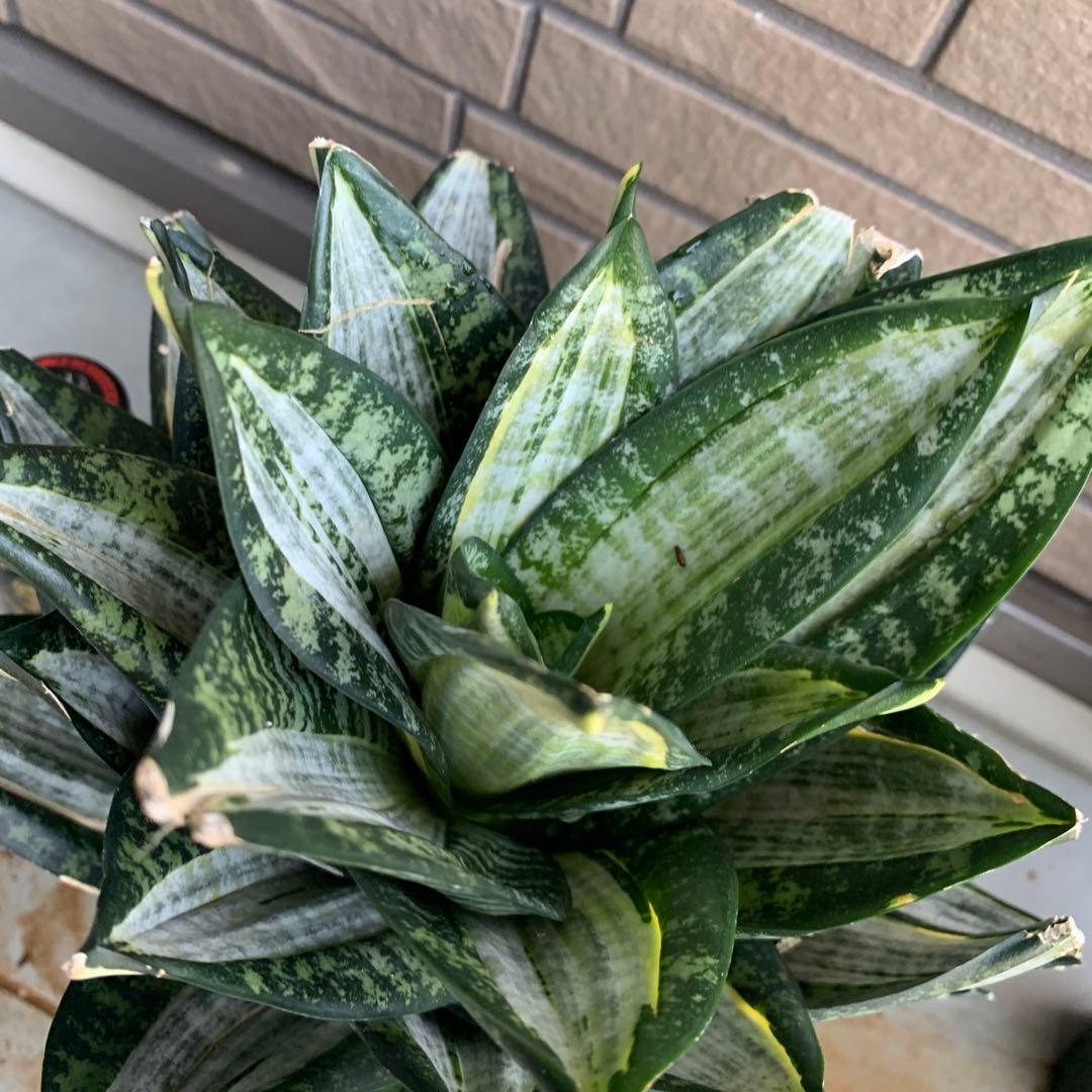 Sansevieria Hahnii Silver Zebra 特大
