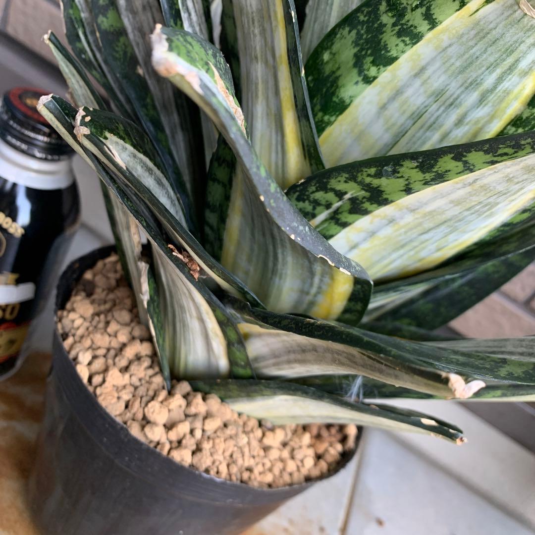 Sansevieria Hahnii Silver Zebra 特大