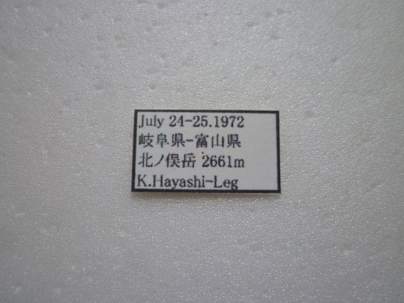 【国産蝶標本】タカネヒカゲ/岐阜県-富山県.北ノ俣岳産/48.7mm