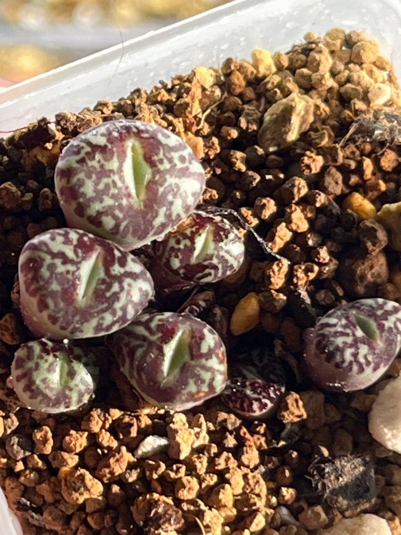 コノフィツム　ウィッテベルゲンセ　優選