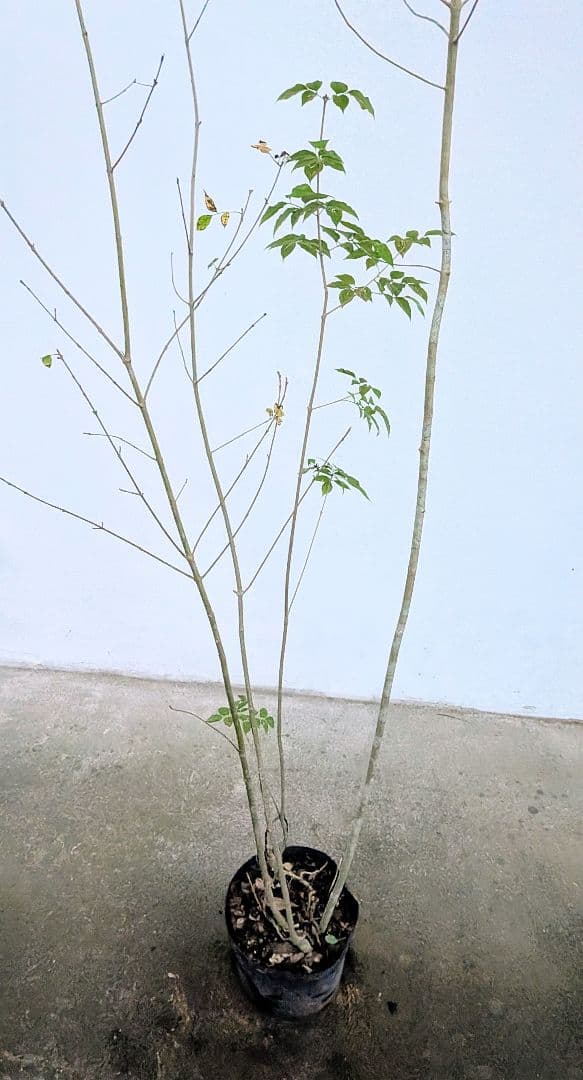 端正。山採りアオダモ。