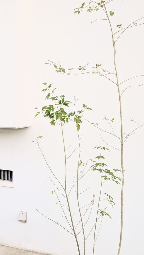 端正。山採りアオダモ。