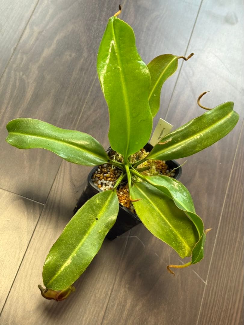 食虫植物N. edwardsiana Ranau