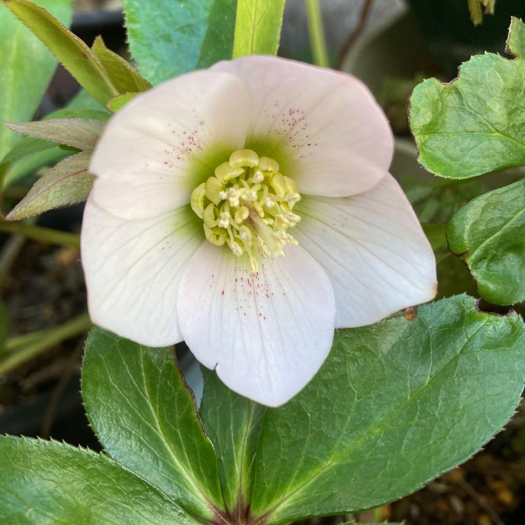 クリスマスローズ　小輪薄ピンク　株分け前提