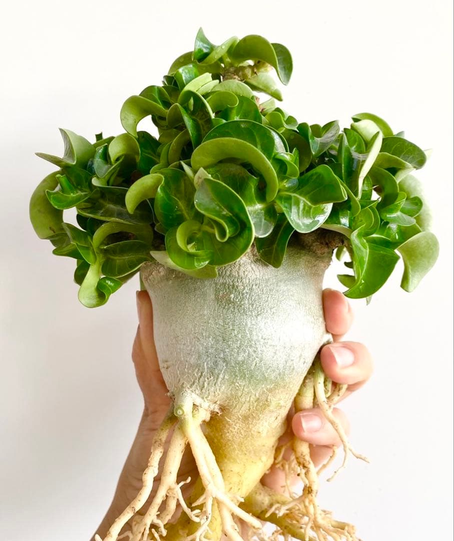 【極美/獅子葉/アデニウム/極太】ドーセットホーン アデニウム 大株 B