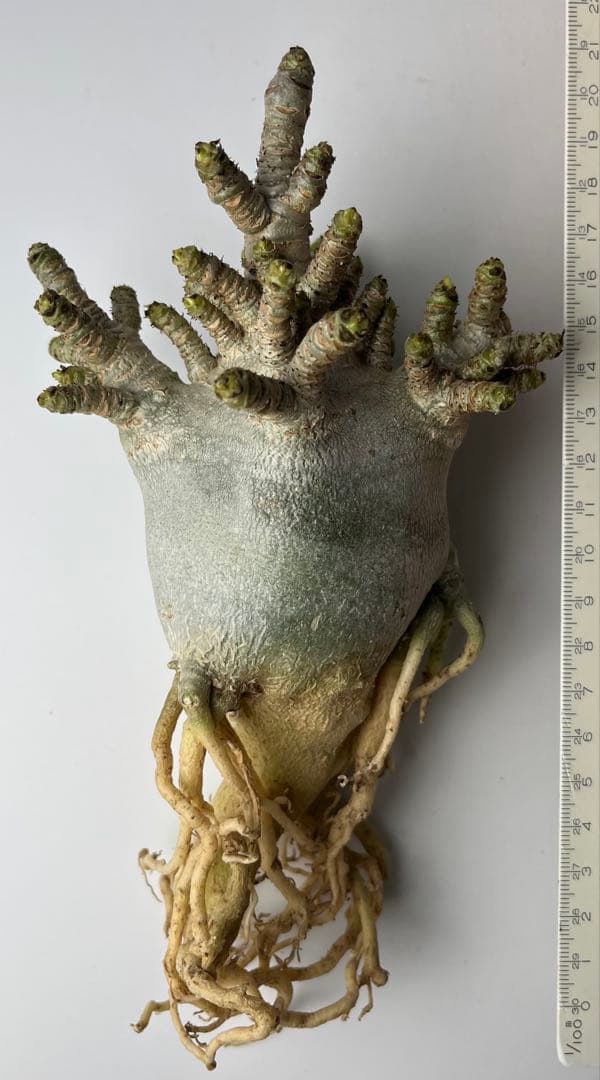 【極美/獅子葉/アデニウム/極太】ドーセットホーン アデニウム 大株 B