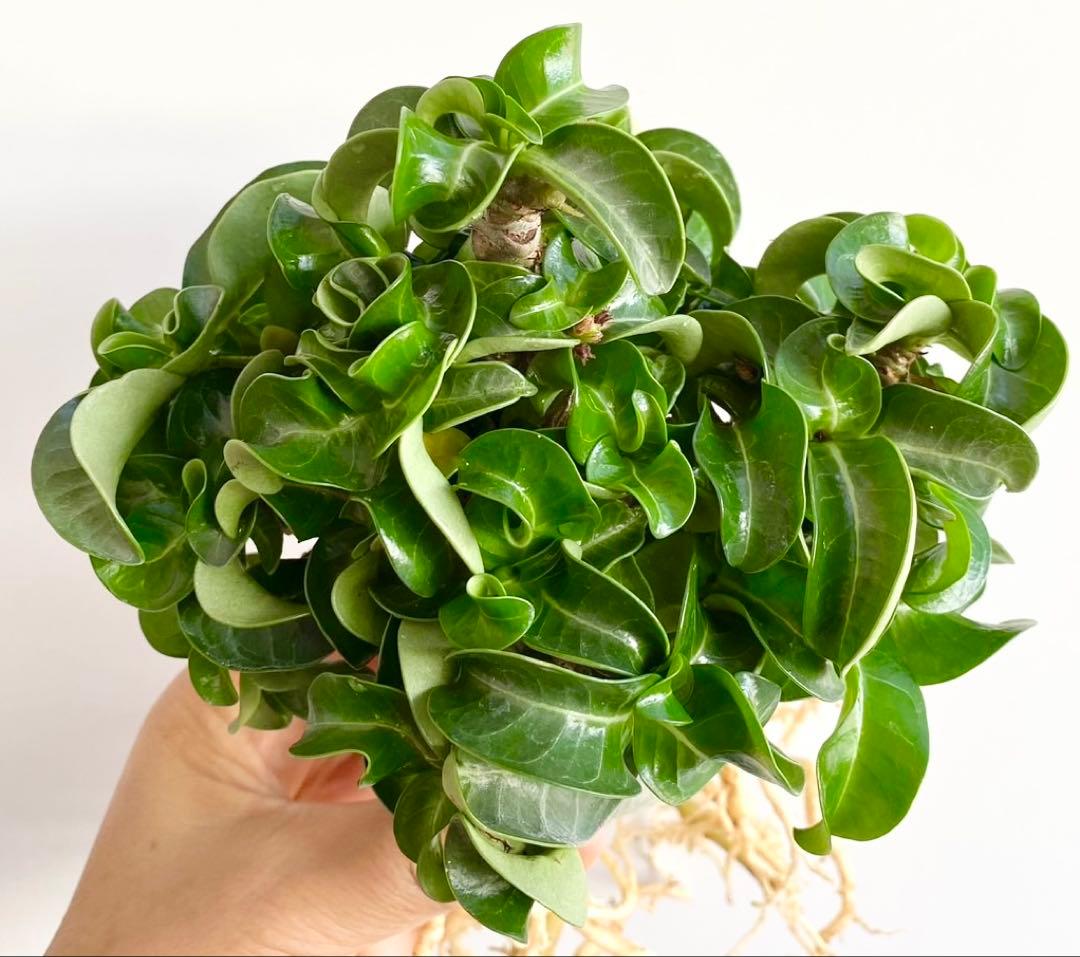 【極美/獅子葉/アデニウム/極太】ドーセットホーン アデニウム 大株 B