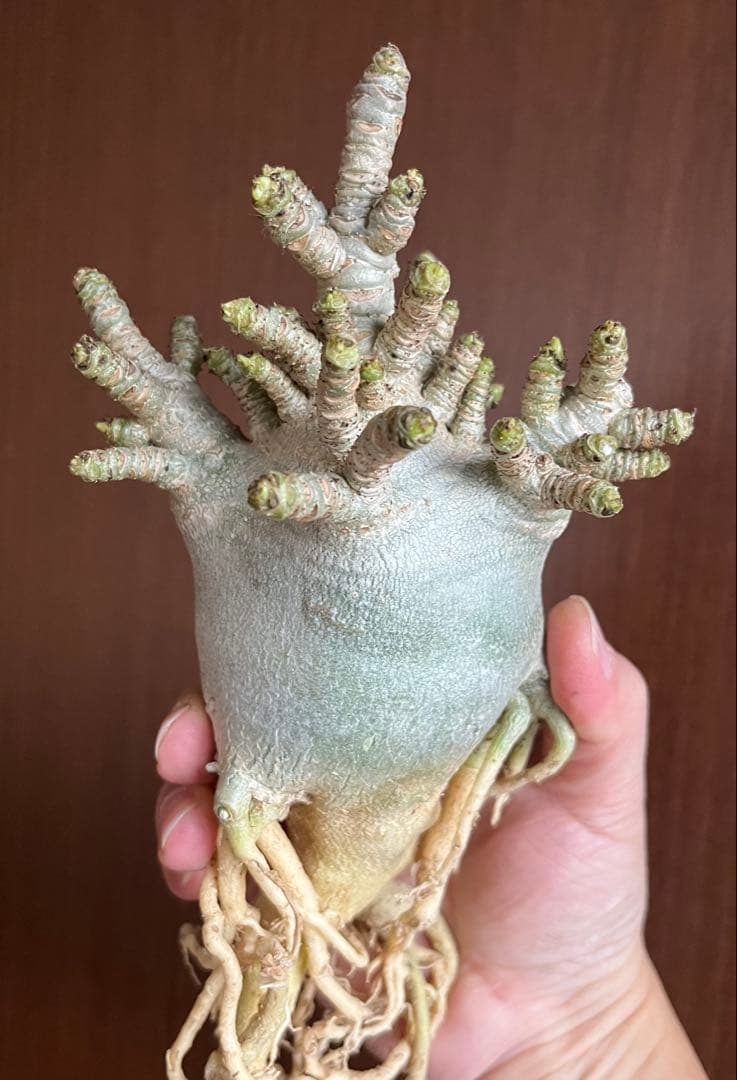 【極美/獅子葉/アデニウム/極太】ドーセットホーン アデニウム 大株 B