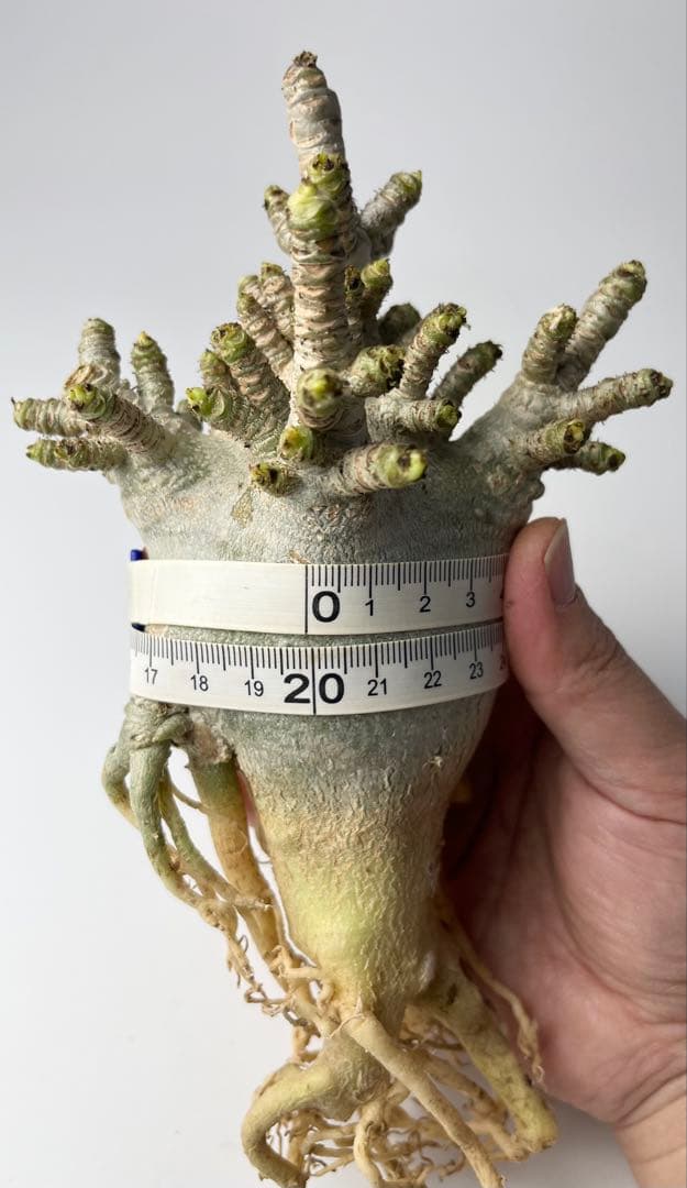 【極美/獅子葉/アデニウム/極太】ドーセットホーン アデニウム 大株 B