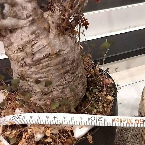 パキプス 鉢付き