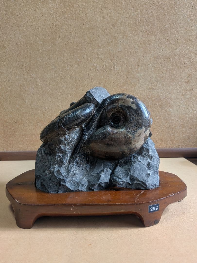 アンモナイト化石12㎝(292)