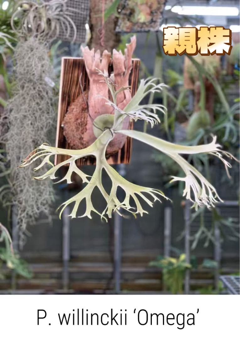 けー　ビカクシダP.Willinckii Omega,P.Tsukiyo