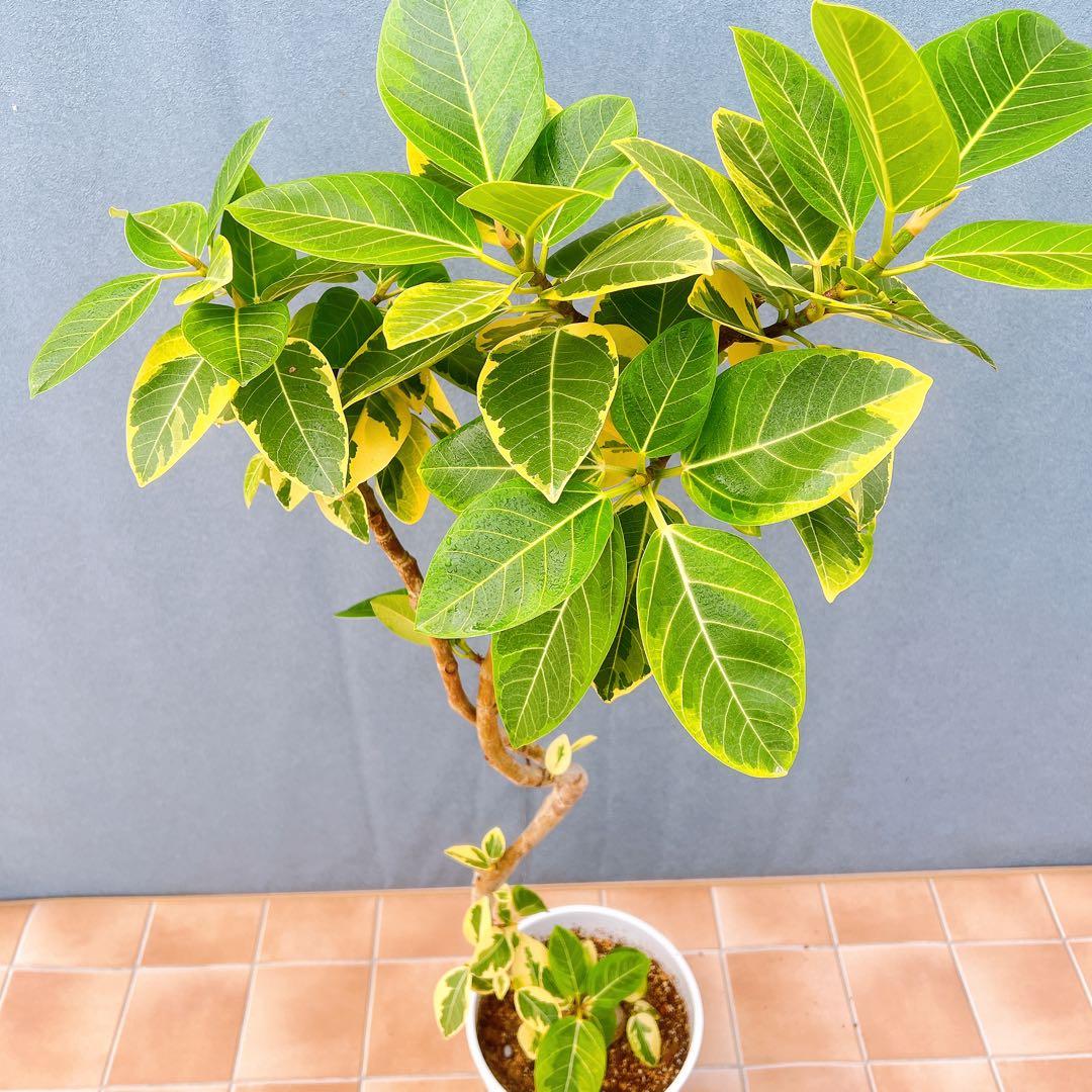 現品　フィカス　ゴムの木　アルテシマ　曲がり　9番　観葉植物　インテリアグリーン