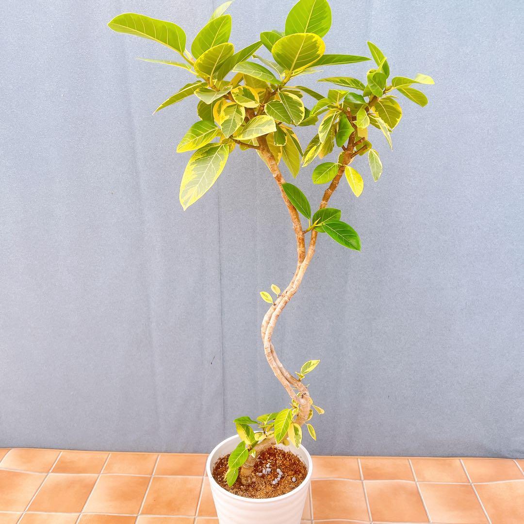 現品　フィカス　ゴムの木　アルテシマ　曲がり　9番　観葉植物　インテリアグリーン