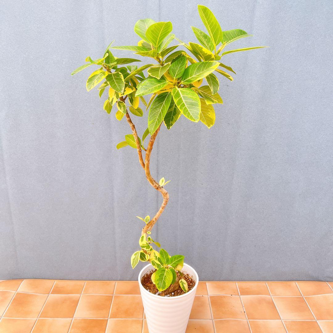 現品　フィカス　ゴムの木　アルテシマ　曲がり　9番　観葉植物　インテリアグリーン