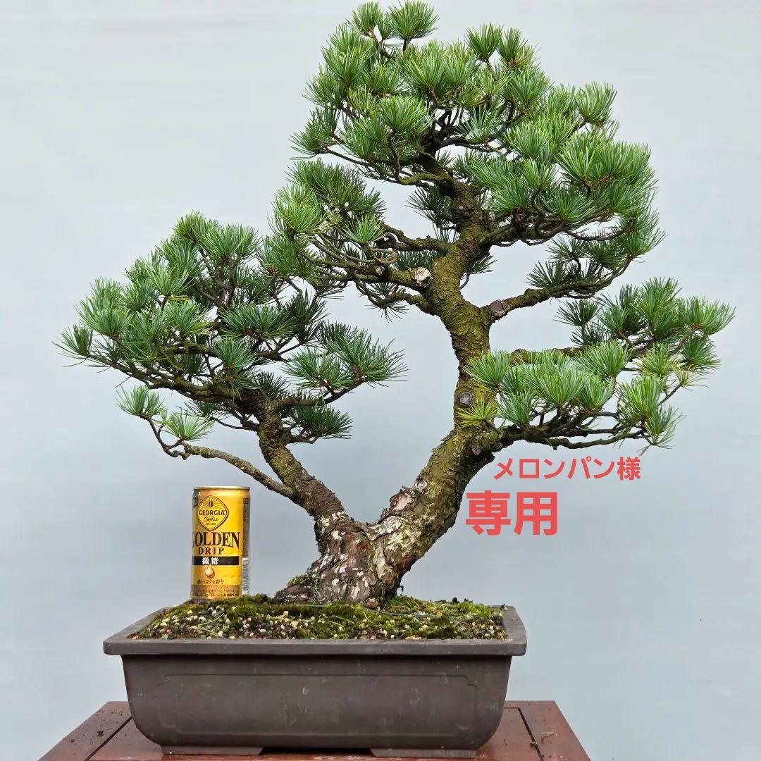 五葉松　[双幹模様木]　大品盆栽