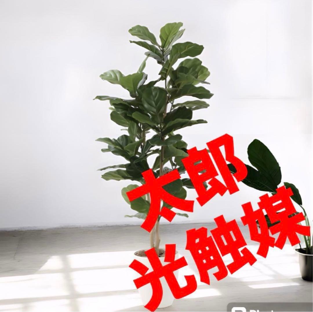 光触媒　人工観葉植物　ウォールグリーン　フェイクグリーン　カシワバゴム1.35m