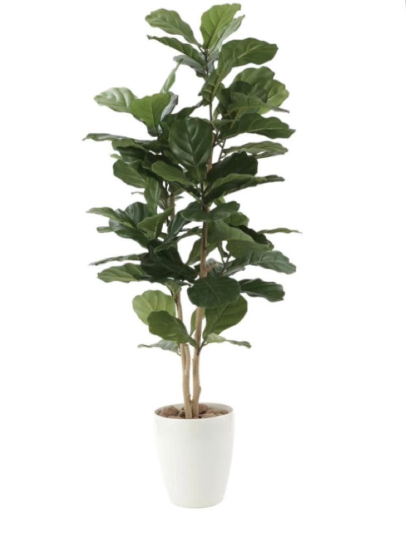 光触媒　人工観葉植物　ウォールグリーン　フェイクグリーン　カシワバゴム1.35m