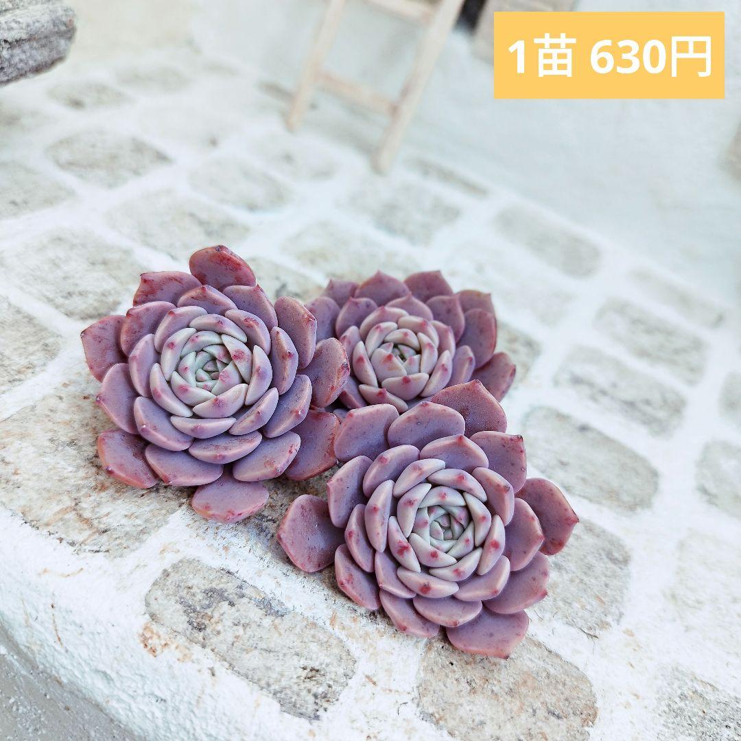 コスモス◎多肉植物 カット苗 韓国苗 エケベリア等