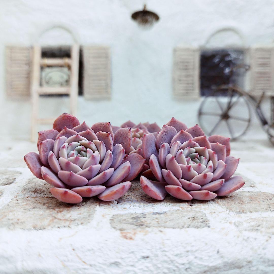 コスモス◎多肉植物 カット苗 韓国苗 エケベリア等