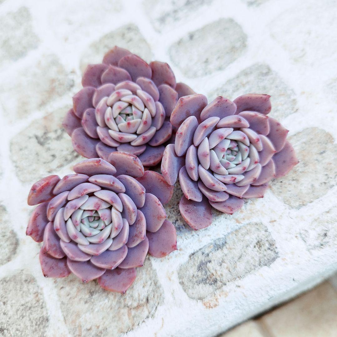 コスモス◎多肉植物 カット苗 韓国苗 エケベリア等