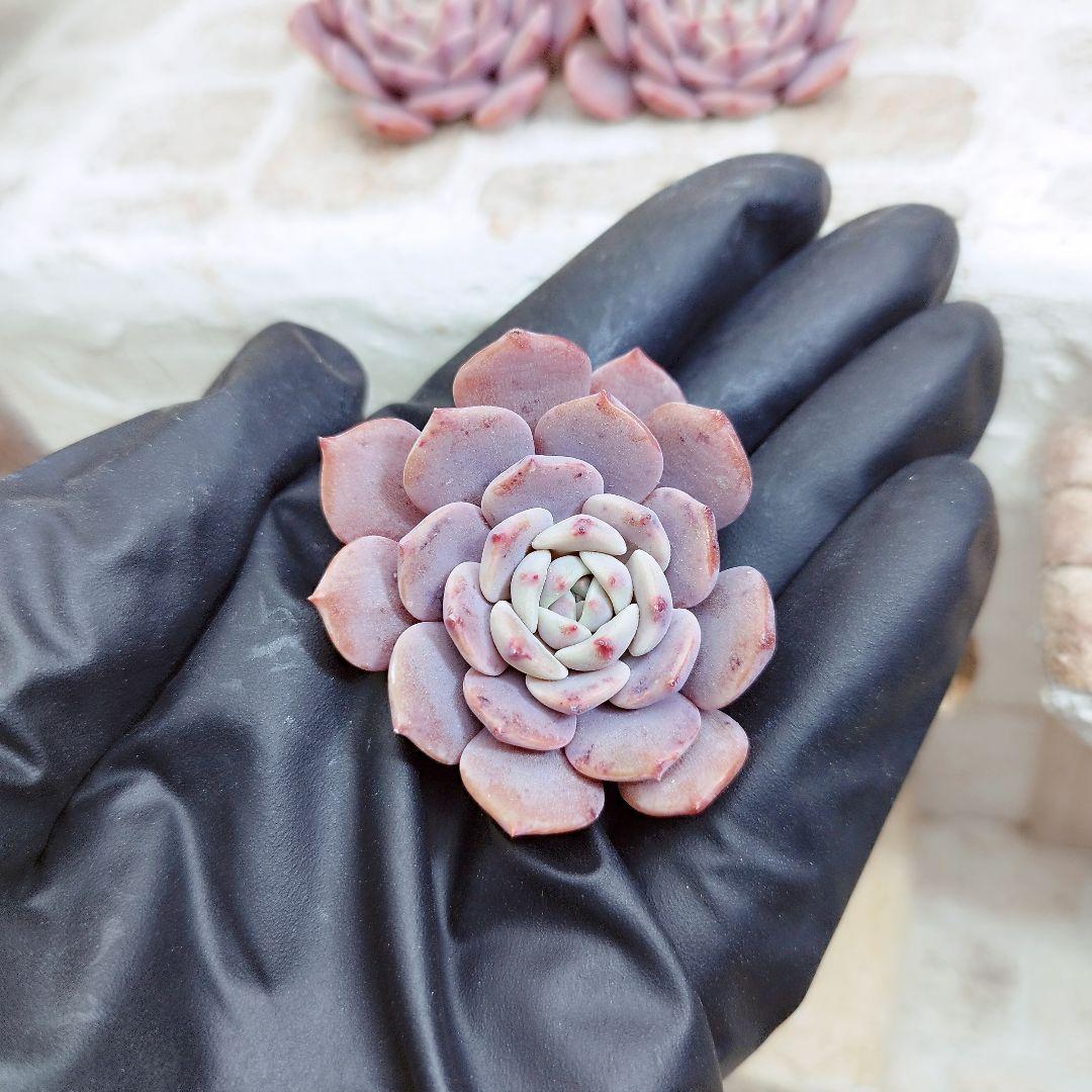 コスモス◎多肉植物 カット苗 韓国苗 エケベリア等