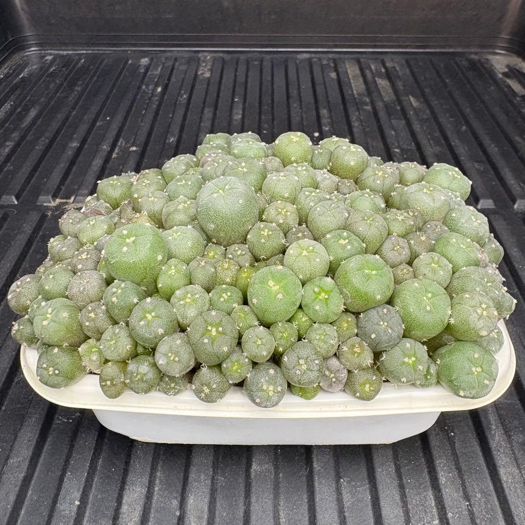 ★☆銀冠玉いろいろ① 実生☆★