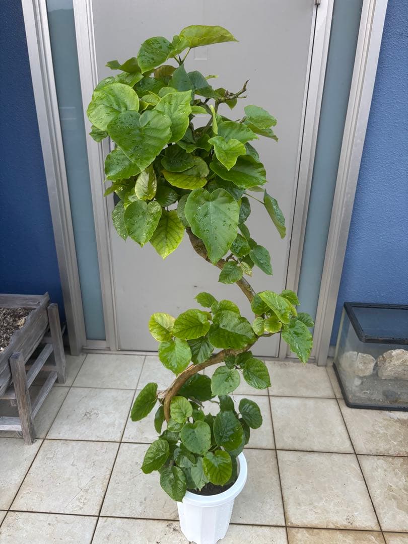 曲がりのウンベラータ　8号 140センチ前後　3鉢