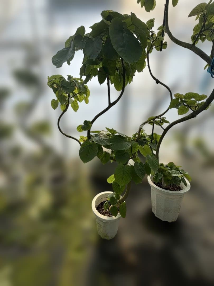 曲がりのウンベラータ　8号 140センチ前後　3鉢