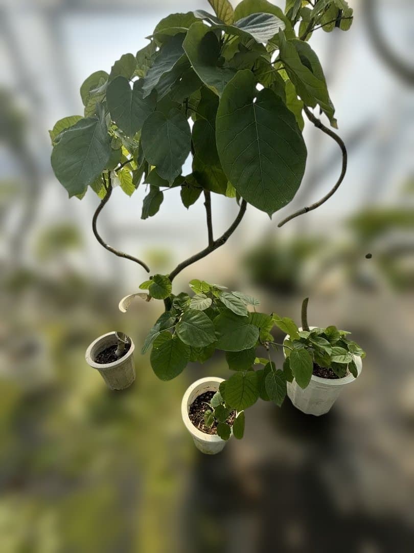 曲がりのウンベラータ　8号 140センチ前後　3鉢