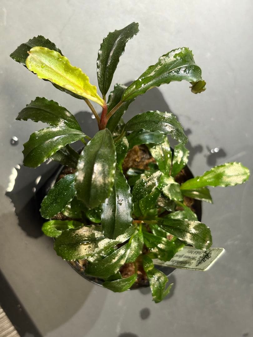 水草 Bucephalandra sp.brownie Ghost bukitbiru