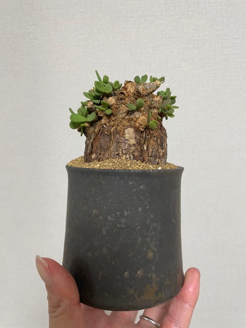 現地球 発根済 まんまる ケラリアピグマエア 船串篤司 鉢付き