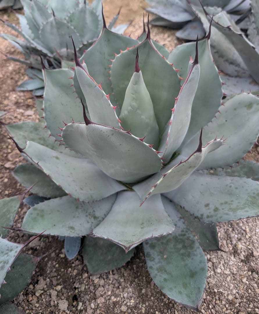 アガベ☆パリートランカータ 実生株 唯一無二の個体美 ドライガーデン向け