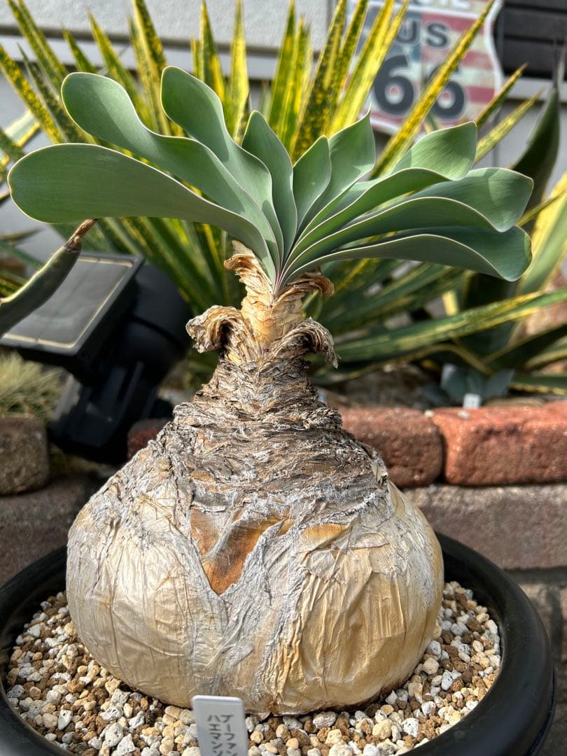 ブーファン ハエマンソイデス 鉢ごと　塊根　冬型