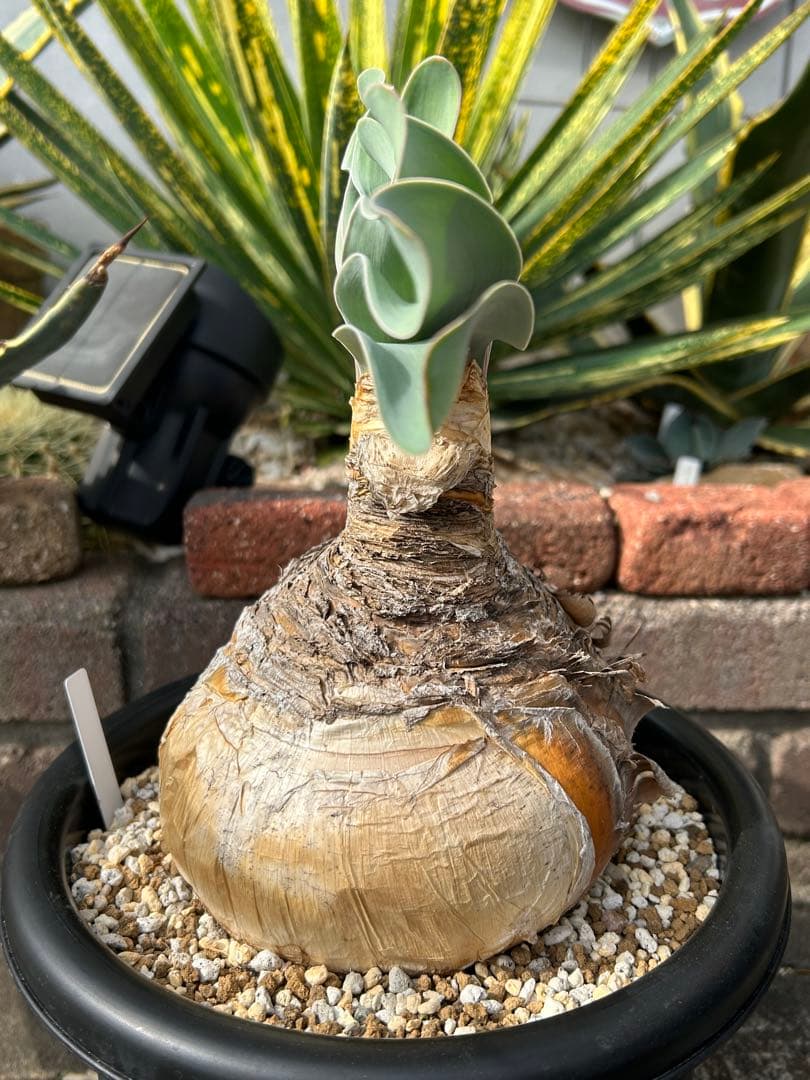 ブーファン ハエマンソイデス 鉢ごと　塊根　冬型