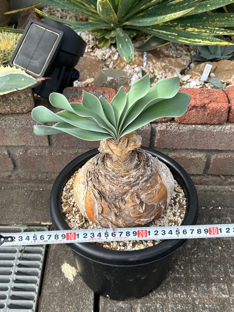 ブーファン ハエマンソイデス 鉢ごと　塊根　冬型