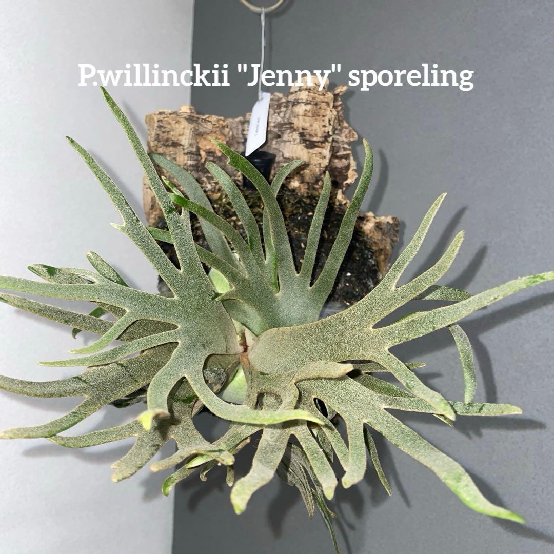 ビカクシダ　ドワーフ