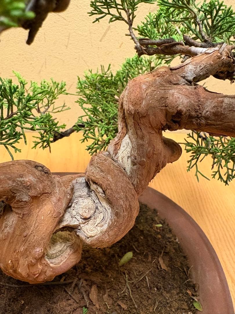 真柏盆栽　フォロワー様140人記念‼️バランスが良いです。