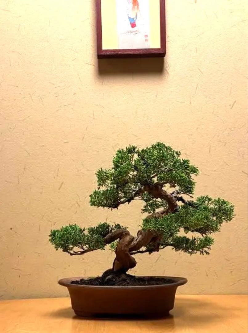 真柏盆栽　フォロワー様180人記念‼️値下げ‼️バランスが良いです。