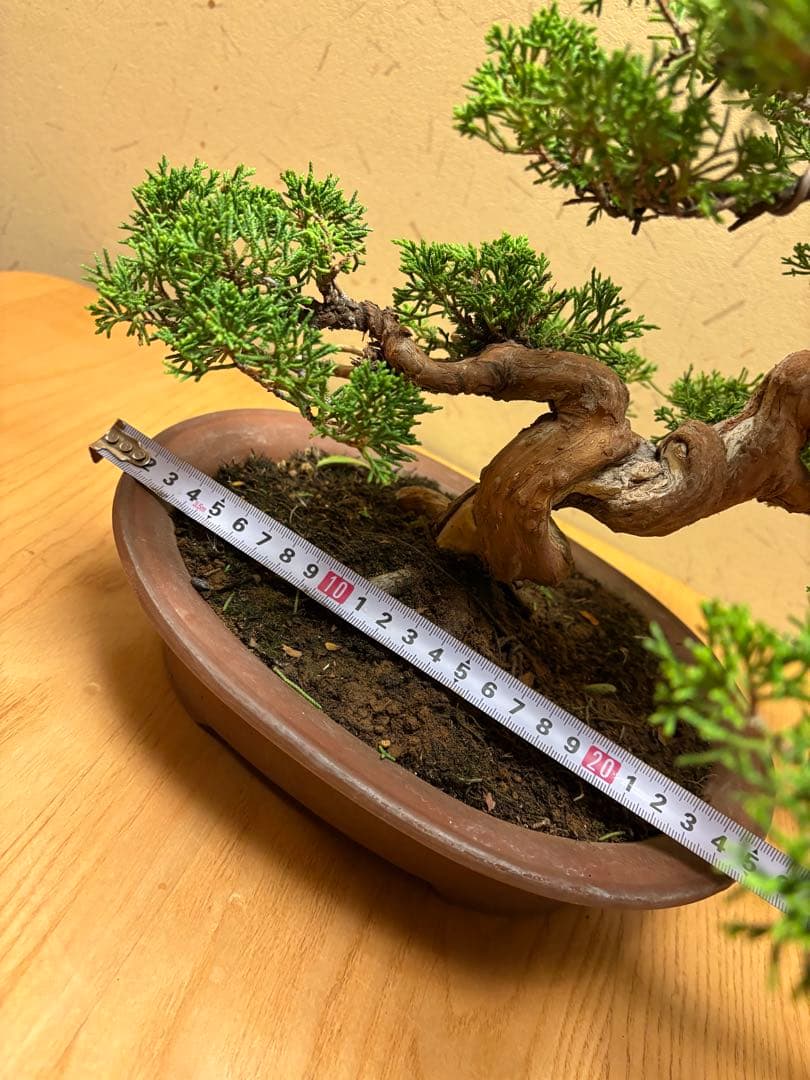 真柏盆栽　フォロワー様180人記念‼️値下げ‼️バランスが良いです。