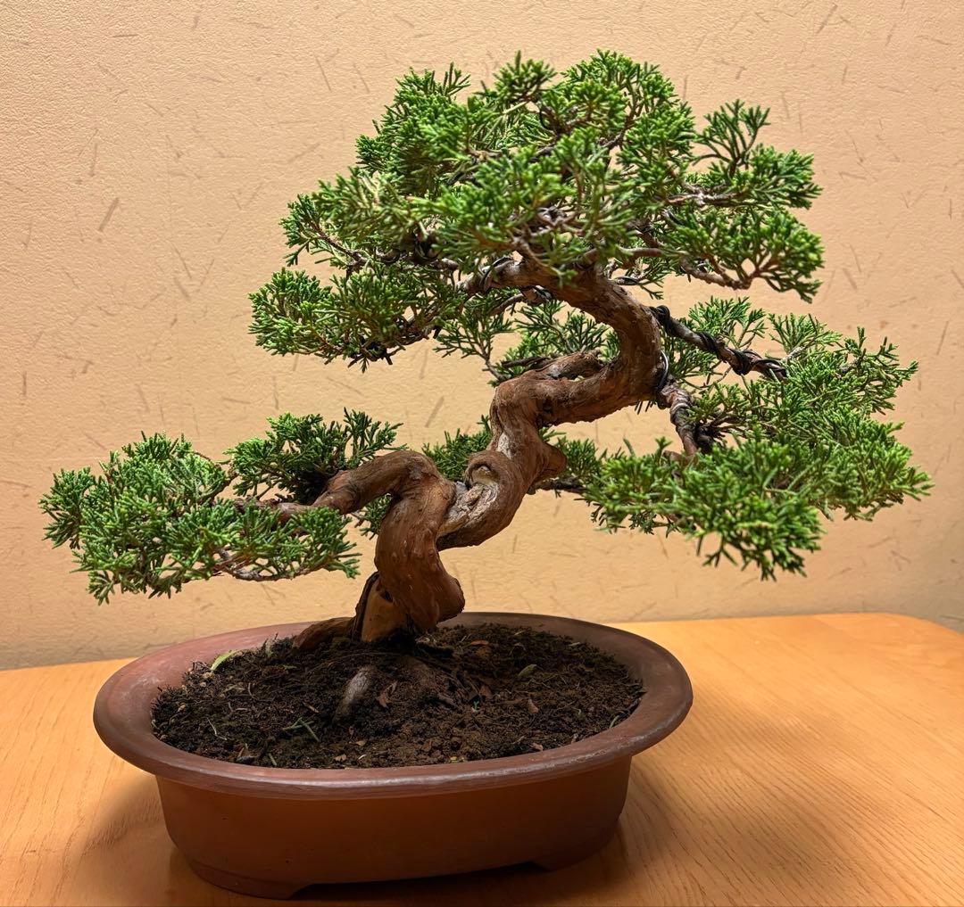 真柏盆栽　フォロワー様180人記念‼️値下げ‼️バランスが良いです。