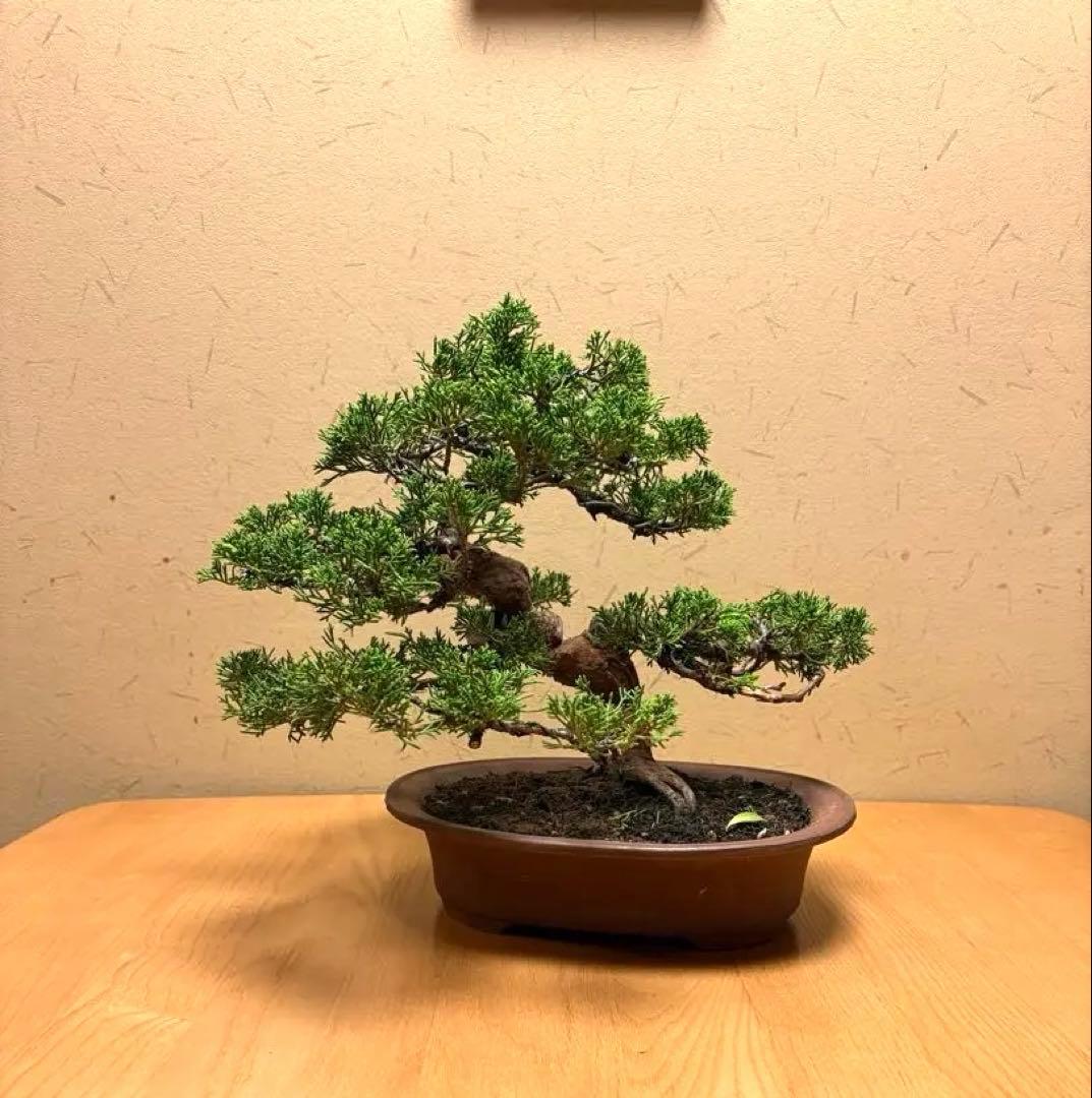 真柏盆栽　フォロワー様180人記念‼️値下げ‼️バランスが良いです。