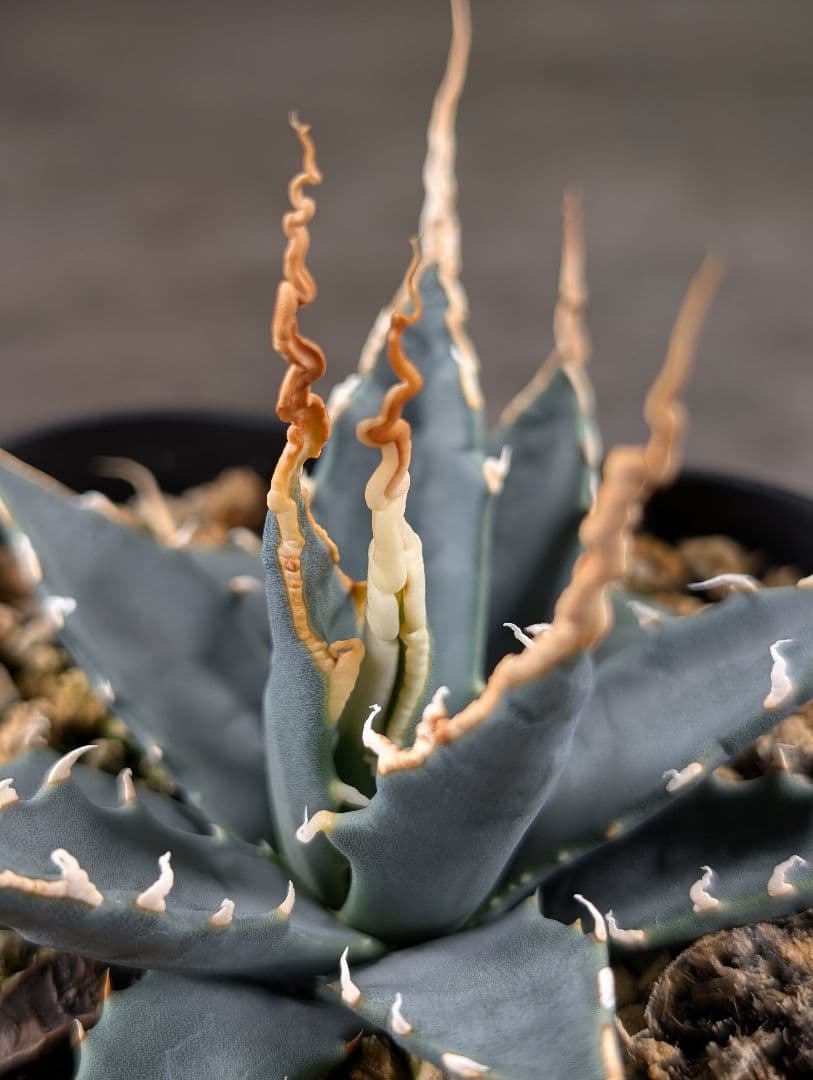 アガベ　エボリスピナ　実生　A217