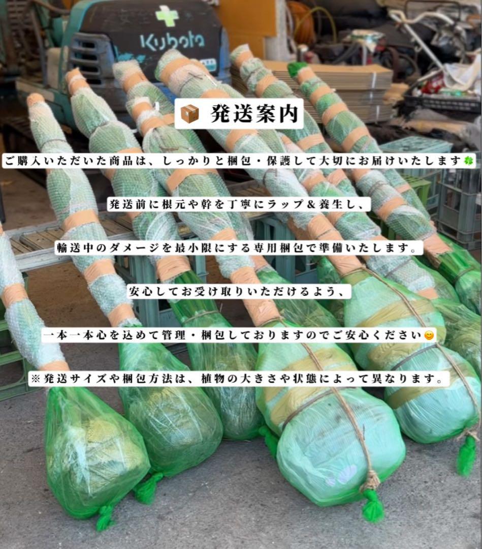 ココスヤシシルバーリーフ【極太】葉先190cm幹回り90cm 幹高30cm