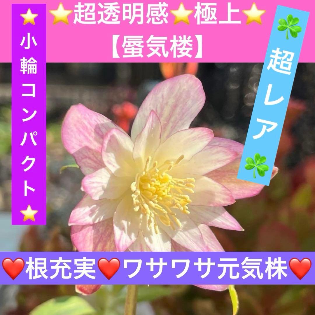 ま*️様 ☘️超レア☘️根充実❤️ワサワサ元気株❤️⭐️超透明感⭐️極上⭐️【蜃