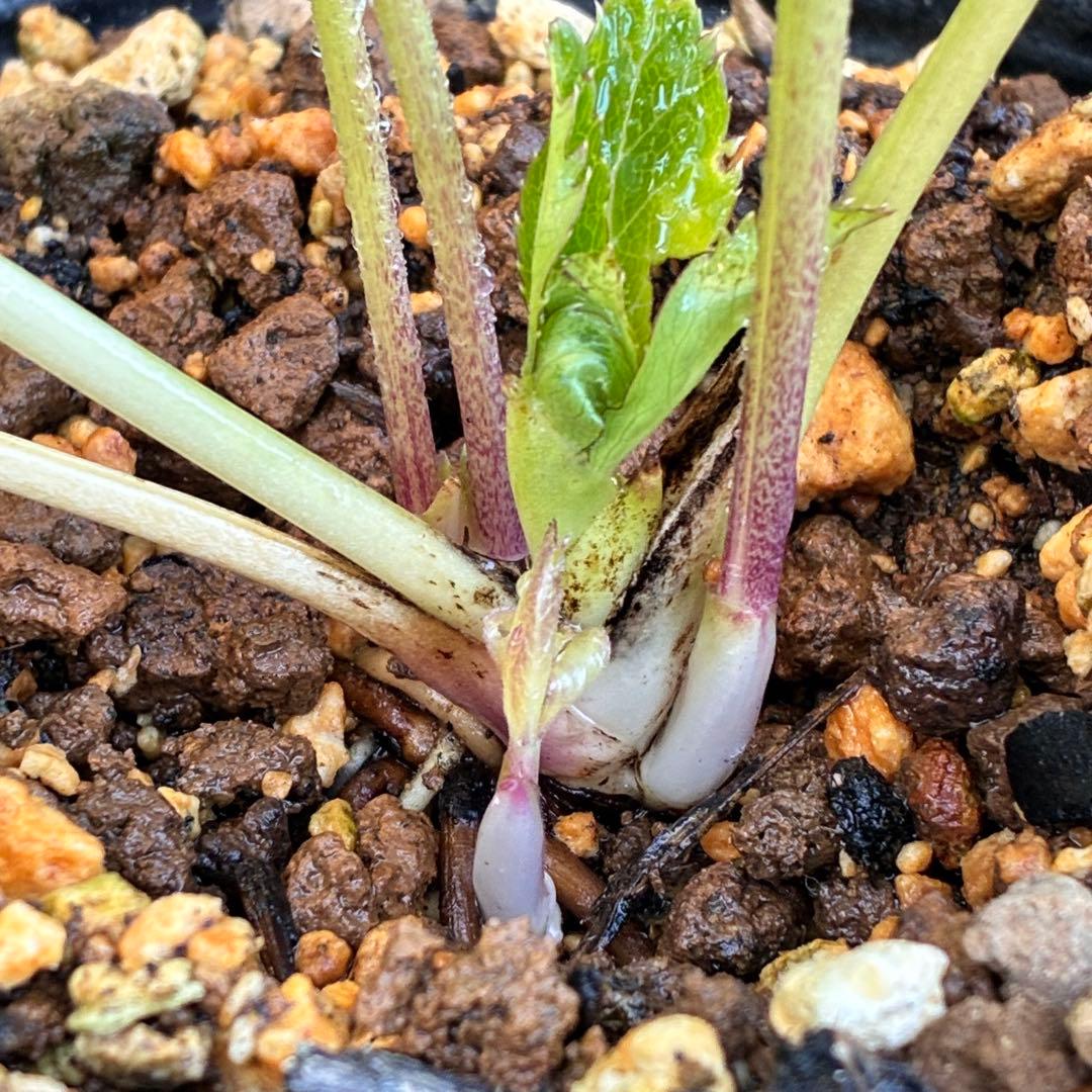 ま*️様 ☘️超レア☘️根充実❤️ワサワサ元気株❤️⭐️超透明感⭐️極上⭐️【蜃