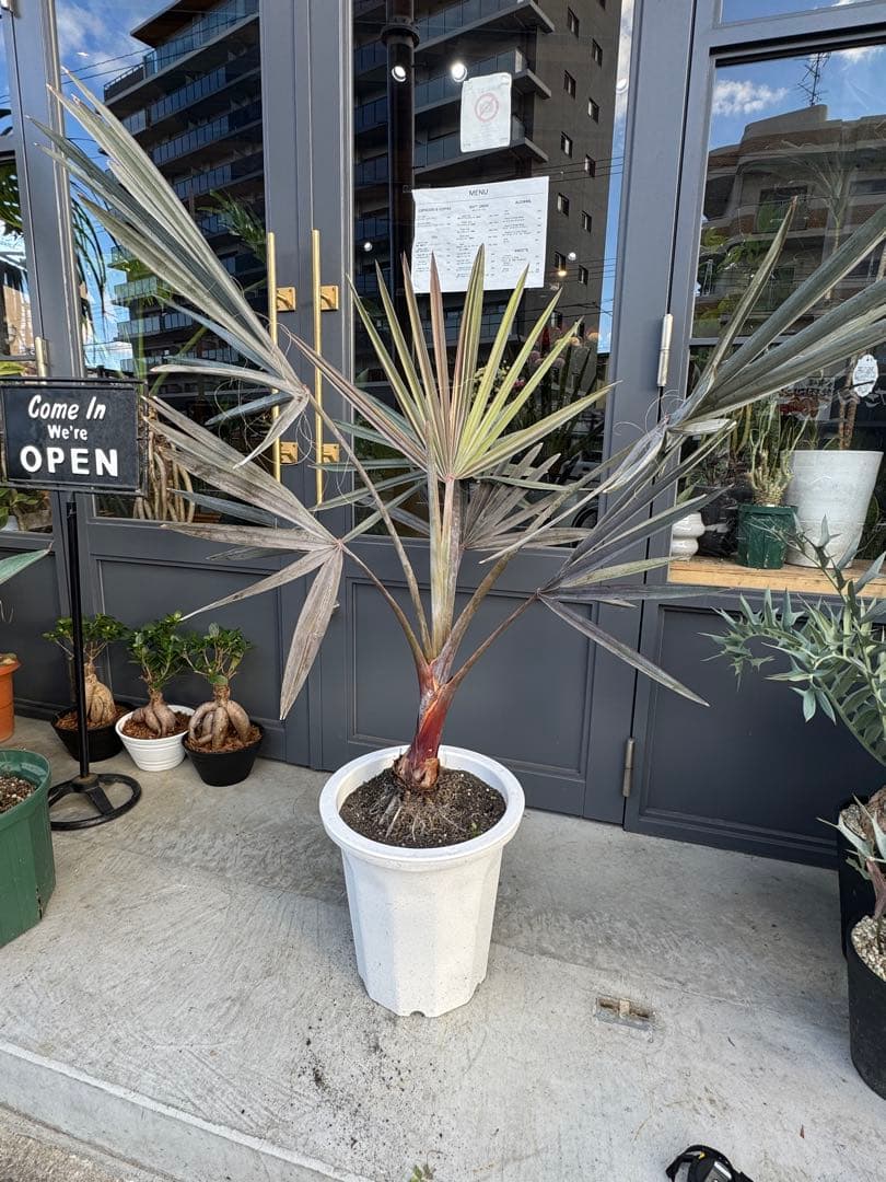 ビスマルキア　ノビリス　10号鉢