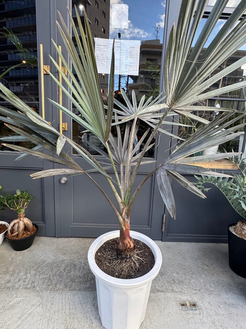 ビスマルキア　ノビリス　10号鉢