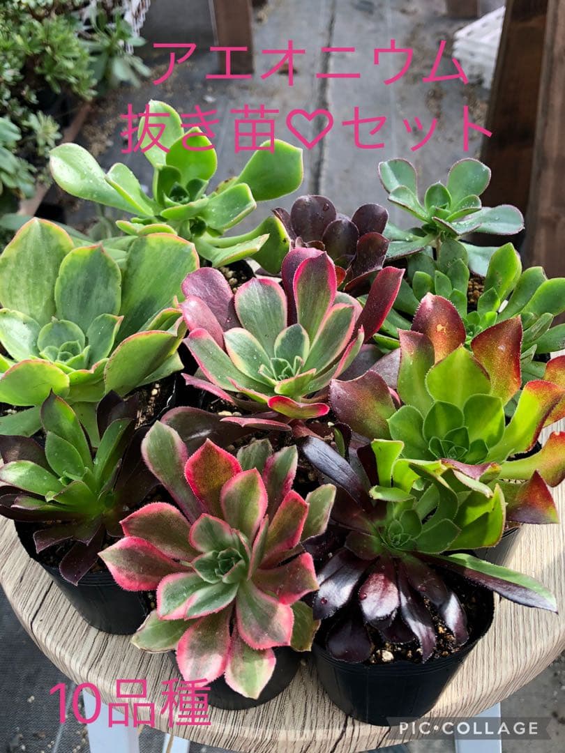 アエオニウム 10品種♡抜き苗セット⑨